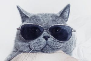 Funny muzzle of gray cat in sunglasses