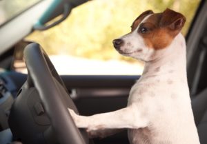 Jack Russell Terrier Dog Enjoying a Car Ride.