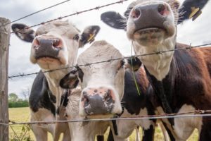 Three cows close up of noses at wire border on farm