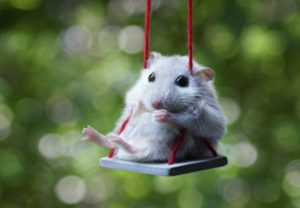 Hamster on a swing