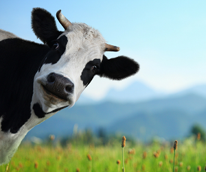 Mortgage Broker – Are you the cow that follows the heard?