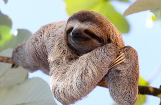 Don’t be a sloth! Avoid a decline when refinancing for a better deal